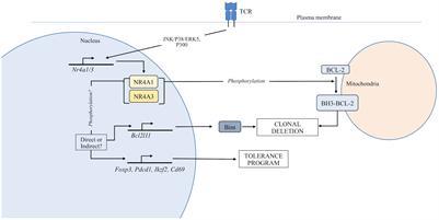 Role of the Orphan Nuclear Receptor NR4A Family in T-Cell Biology